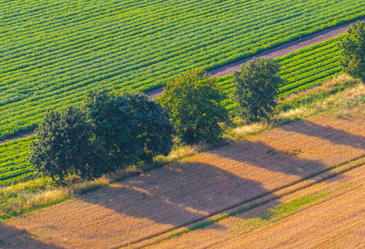 Aerial view of agricultural fields with rows of green crops and golden wheat separated by a line of trees in Lublewo Leborskie, Pomeranian Voivodeship, Poland.