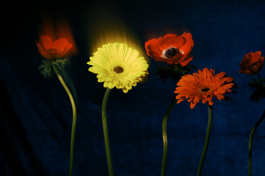 Colorful flowers stand against a dark blue background in this display