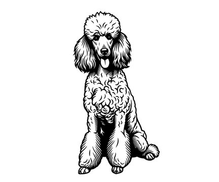 poodle dog vector illustration logo in black and white
