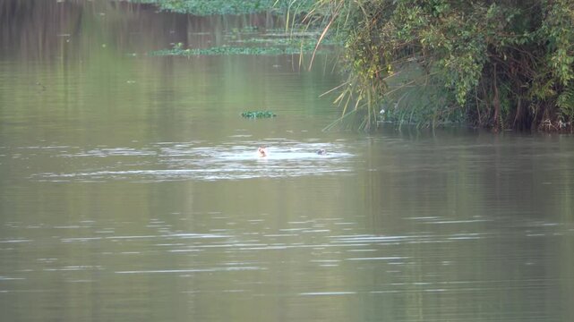 Smooth-coated otter catching a fish, Kaziranga NP, Assam, India
Smooth-coated otter catching a fish in a calm river in Kaziranga, Assam, India.
