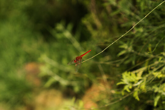 Dragonfly sits on a thin strand above green plants