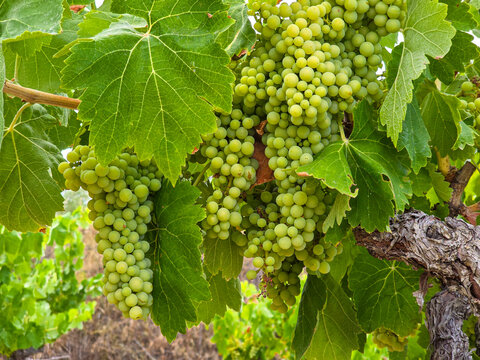 Close up of raw green wine grapes ripening on an old vine in a Mediterranean agricultural landscape