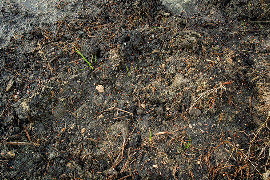 Close up view of wet soil with rice seeds and sprouts ready for planting in Pego Oliva fields