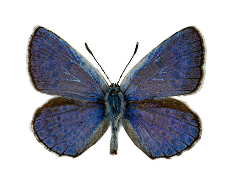 Macro shot of male common blue butterfly with vibrant violet blue wings suitable for entomology and educational studies