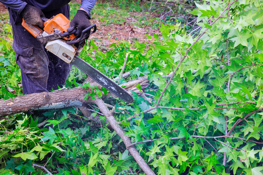 Service man operates chainsaw to fallen trim branches in wooded area filled with green plants trees