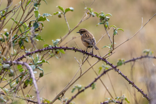 Stonechat on a bramble