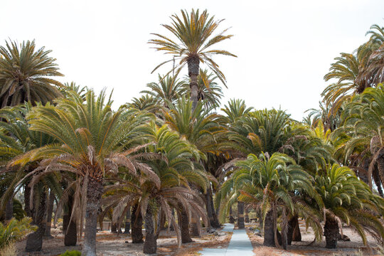 Mediterraner Park mit kanarischen Dattelpalmen