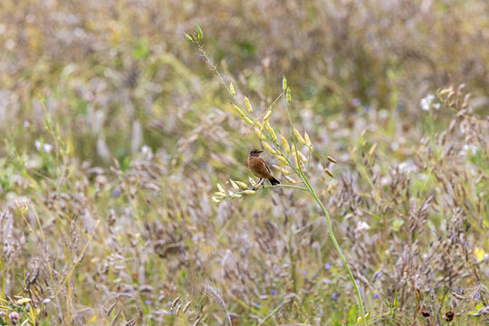 Stonechat on a seed stem