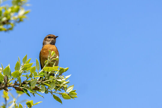 Male stonechat on foliage