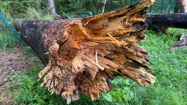 Close-up of a shattered and broken tree trunk lying on green grass. Splintered wood texture, storm damage, forestry, and force of nature concept.