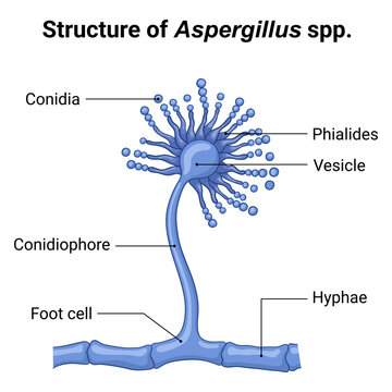 Structure of aspergillus showing labels detailed fungal anatomy diagram for education 