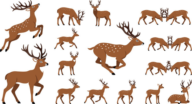 Woodland Red Deer and Majestic Buck Collection Featuring Running Stags Grazing Does Fighting Horns and Sitting Fawns Vector Clipart Set