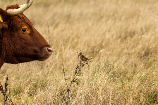 Stonechat and a cow