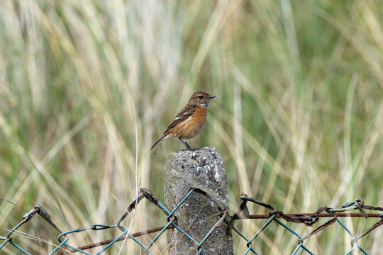 Stonechat on a fence post