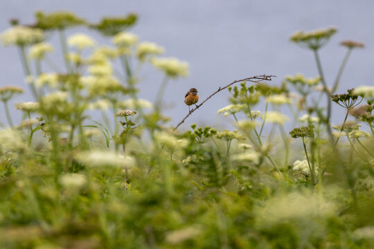 Stonechat on a bramble