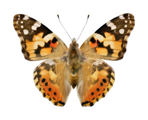 Fototapeta premium Vibrant butterfly PNG with a transparent background, showcasing detailed wings.