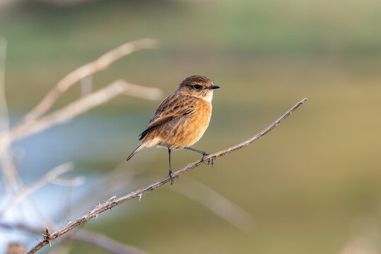 Stonechat on a branch
