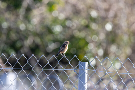 Stonechat on a fence