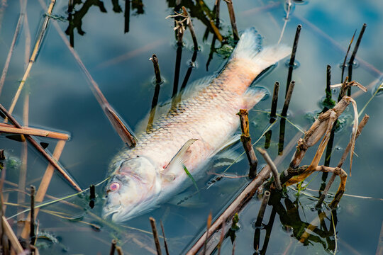 Dead freshwater fish floating on pond water among reeds