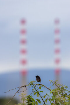Male stonechat with Poolbeg chimneys