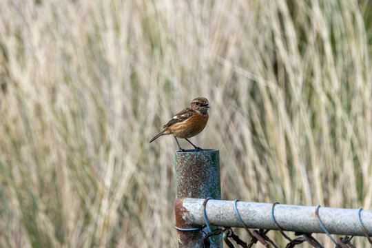 Stonechat on a post