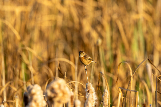 Stonechat on a bulrush