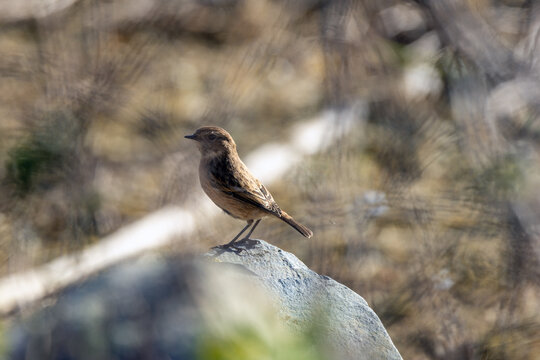 Stonechat on a rock