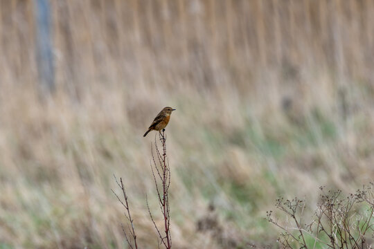 Stonechat on a dead stem
