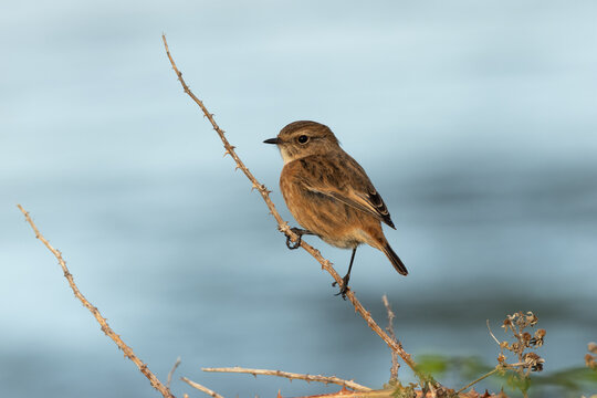 Stonechat on a bramble stem