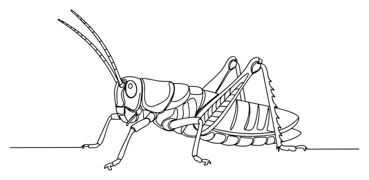 Grasshopper insect one line art drawing, minimalist cricket or locust vector illustration for nature and biology projects