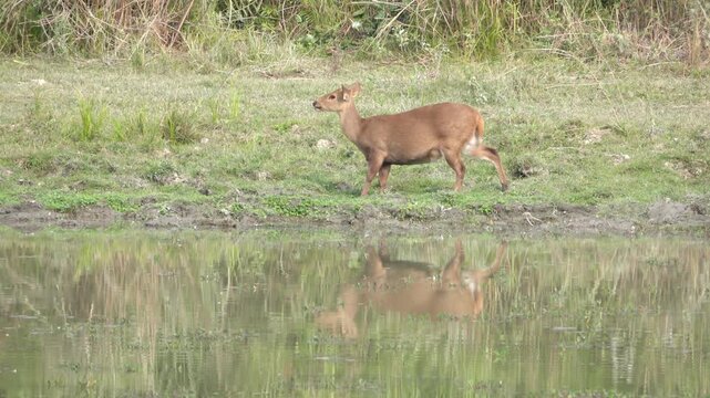 Hog deer grazing, Kaziranga NP, Assam, India
Hog deer grazing quietly near the water&rsquo;s edge with a clear reflection in Kaziranga, Assam, India.

