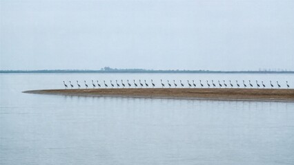 Naklejka premium A Line of Cranes on a Sandbar: A tranquil scene unfolds as a long, straight line of cranes stands gracefully on a narrow sandbar, surrounded by calm water under an overcast sky.