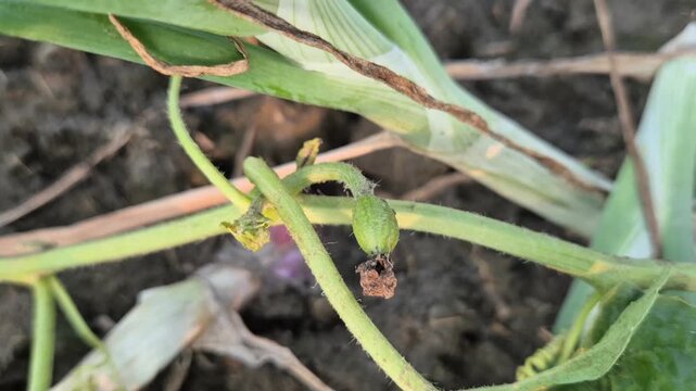 Tiny Watermelon Fruitlet Growth Stage Close Up Vine Early Fruit Set Video