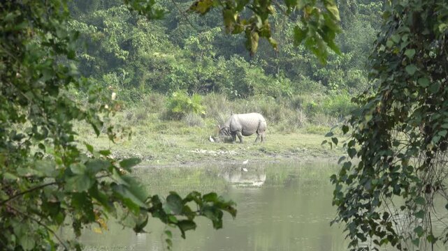 Indian rhinoceros grazing, Kaziranga NP, Assam, India
Indian rhinoceros grazing near a calm water body framed by dense green foliage in Kaziranga, Assam, India.
