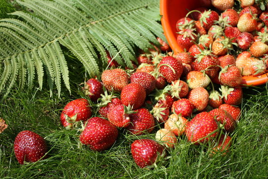 Fresh strawberries scattered on green grass with fern leaves and an orange basket.