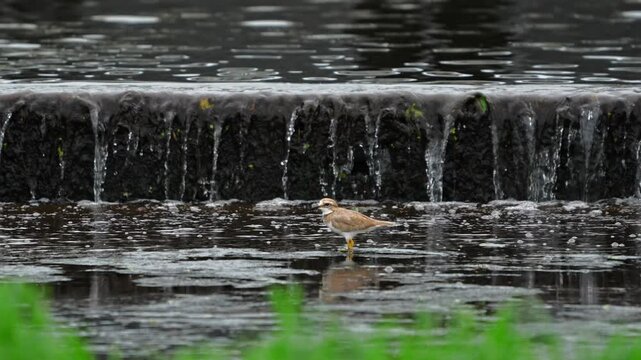 Little Ringed Plover Bobbing Head in Water in Slow Motion 4K