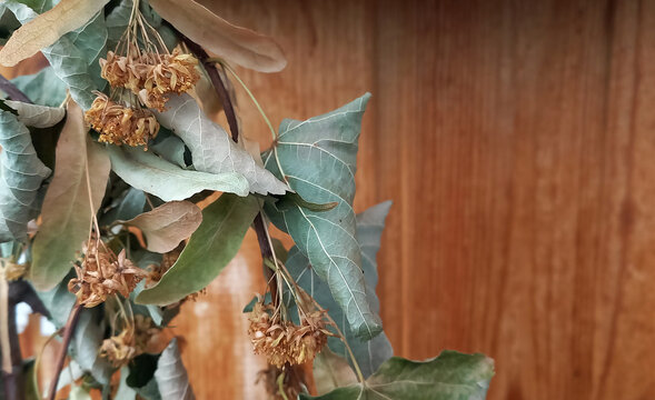 Horizontal photo of dried linden leaves and blossoms on wooden background, herbal tea ingredient, natural botanical texture.
