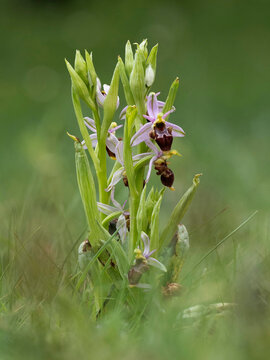 Savage orchid, Catalonia.