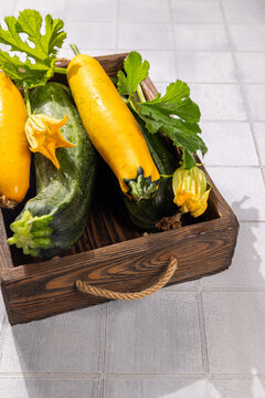 Freshly harvested zucchini and squash in wooden tray