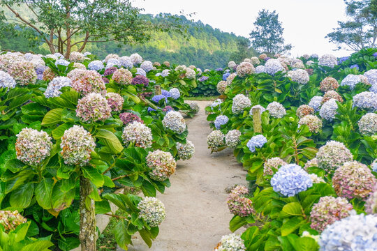 Hydrangea flower blooming in flower garden, Hydrangea macrophylla,purple and blue hydrangea bush a in full bloom.
