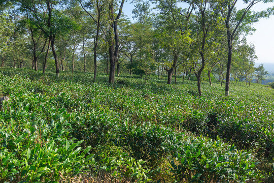 View of Jhalong tea estate with trees and blue sky with cloud above - tea estate stock image Lush greenery, surrounding valley landscapes, picturesque local tea garden at Dooars, West Bengal, India.
