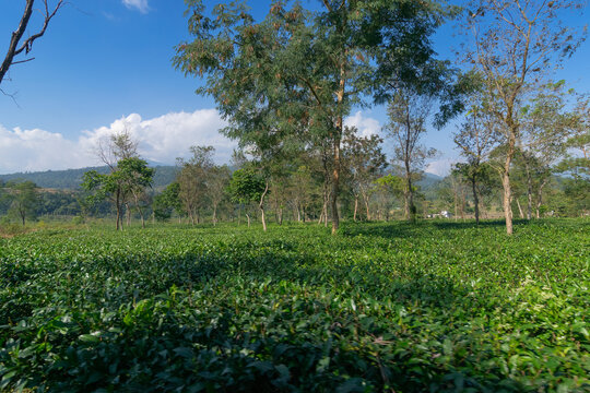 View of Jhalong tea estate with trees and blue sky with cloud above - tea estate stock image Lush greenery, surrounding valley landscapes, picturesque local tea garden at Dooars, West Bengal, India.