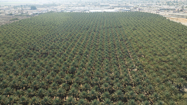 Aerial view of a vast palm tree nursery with rows of palm trees stretching across the landscape in Coachella, California, United States.