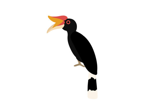 Animal illustration - rangkong, hornbill 