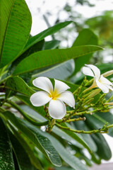 Plumeria flower and green leaves on tree,white frangipani tropical flower  blooming on tree,zen massage spa,summer beach vacation,rest hotel,island sea concept. © wanatithan