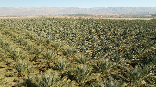 Aerial view of a vast palm tree nursery with rows of young date palms stretching across the desert landscape in Coachella, California, United States.