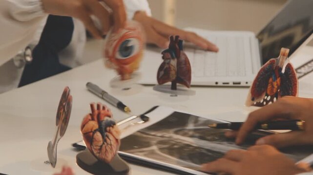 Doctor holding and pointing to an anatomical model of human lungs in a clinical office setting