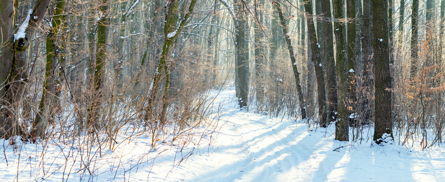 Snow-covered path among trees in winter forest lit by sunlight