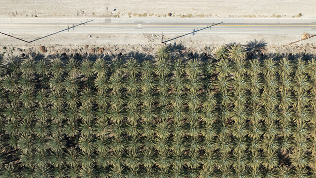 Aerial view of a palm tree nursery with rows of palm trees and a road in the desert landscape of Coachella, California, United States.