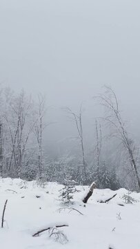 Vertical 9:16 video of the Foret du Morvan at Haut Folin, Bourgogne-Franche-Comte, France, during winter. No people are visible.